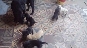 Vendo Cachorros Labradores