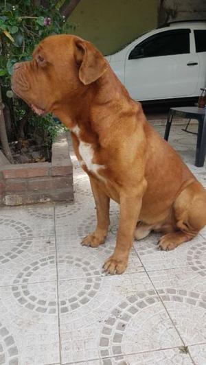 hermoso dogo de burdeo macho