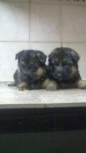 CACHORROS OVEJERO ALEMAN PEDIGREE