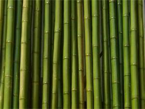 Cañas Bambu X Unidad 1m El Mejor Precio De Mercado Libre $5
