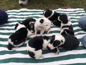 Vendo cachorros border collie hembras y machos