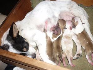 chihuahua adulta pura