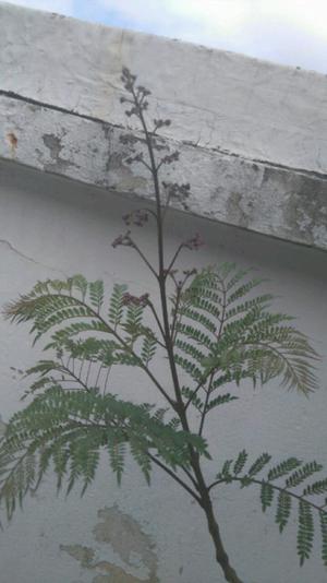 Arbol de jacaranda