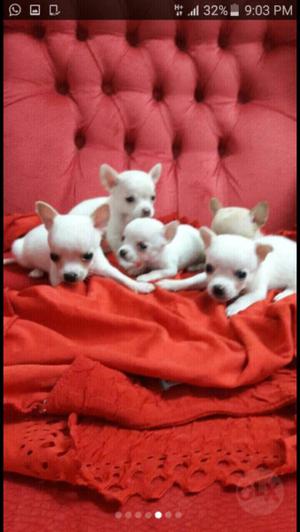 Chihuahuas míni.de bolsillo