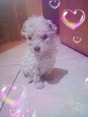 Hermosa caniche mini