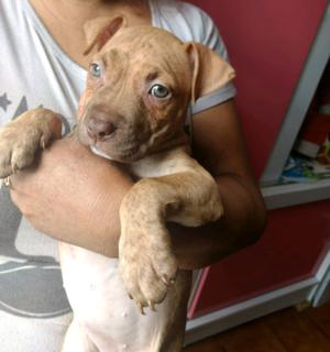 Vendo cachorros pitbull de 2 meses