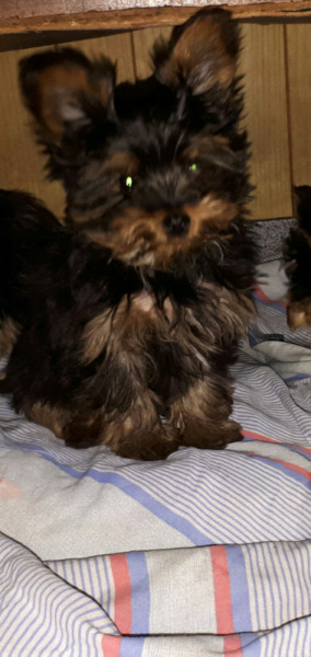 Yorkshire Terrier machito