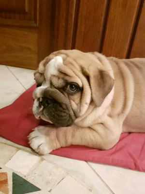 Cachorro BULLDOG INGLES macho regalo para mamá