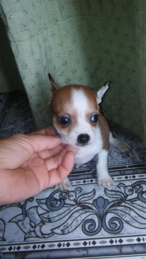 Chihuahua minis de bolsillo