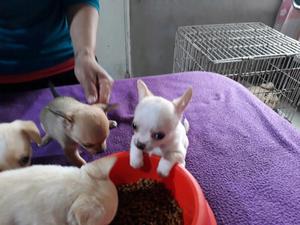 Chihuahuas Mini Machos Hermosos