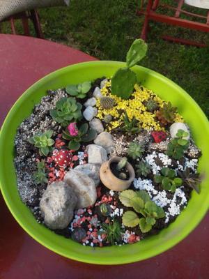 Jardin en vasija plastica
