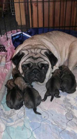 Pug carlino hembra garrafita