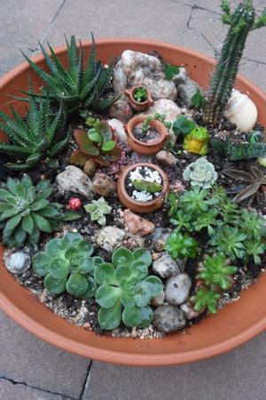 Vasijas de cactus y suculentas