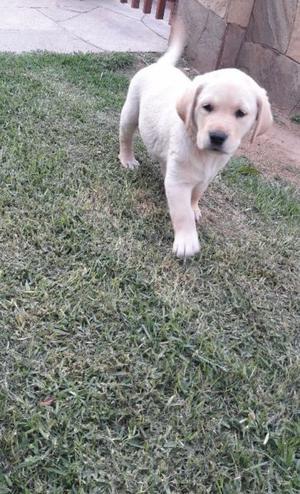 CACHORROS LABRADORES 2 MESES