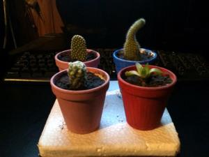 Plantitas de cactus
