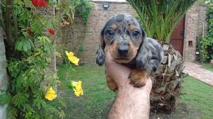 Dachshund salchicha machitos arlequin - listos para retirar