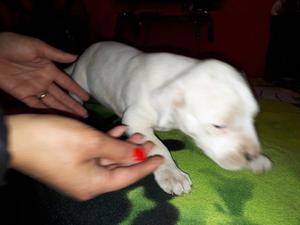 Dogos Argentinos, 5 semanas, padres a la vista