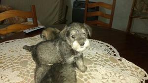 Mini SCHNAUZER 60 dias