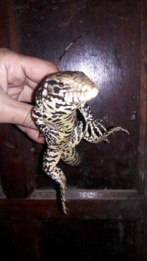 lagarto obero bebe