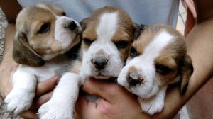 CACHORRITOS BEAGLES TRICOLOR !!