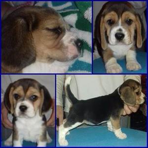 Cachorros Beagles De 13'' Listos Para Entrega