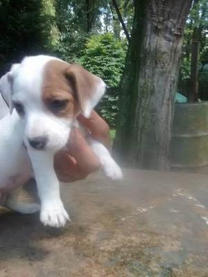 Cachorros Jack Russell Terrier Con F.c.a