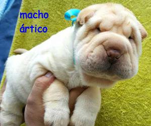 Cachorros Shar Pei Con Pedigree,kit Proplan Y Comedero