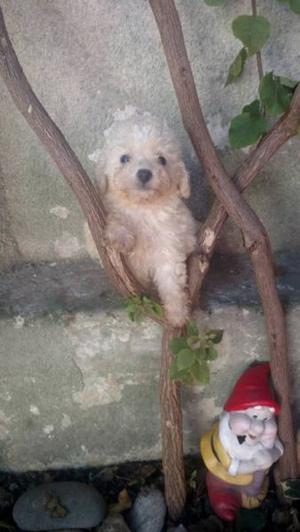 Caniche Toy machito Blanco FCA en venta