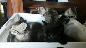 Regalo gatitos bebes