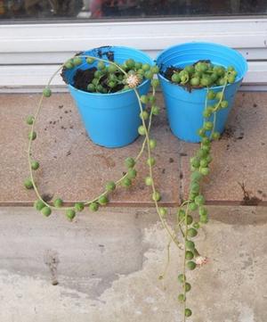 Senecio Rowleyanus O Planta Rosario Maceta 8