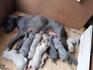 Vendo weimaraner cachorros