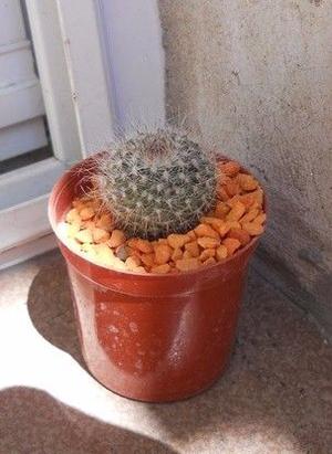 cactus mammilaria sp maceta 6