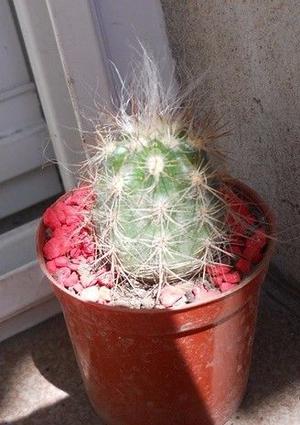 cactus oreocereus trolli en maceta 6