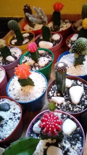 Cactus Injertados Grandes macetas n° 12