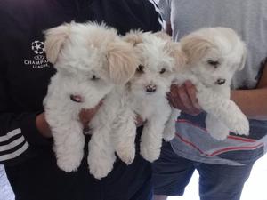 Vendo 3 bichon