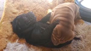 Cachorro Shar pei