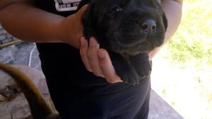 Cachorros labradores ventas