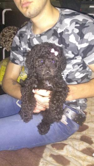 Caniche negro toy