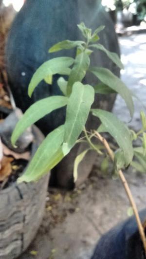 Plantín de Burro (Aloysia polystachya) de huerta orgánica