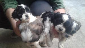 Vendo cachorros Shih Tzu 