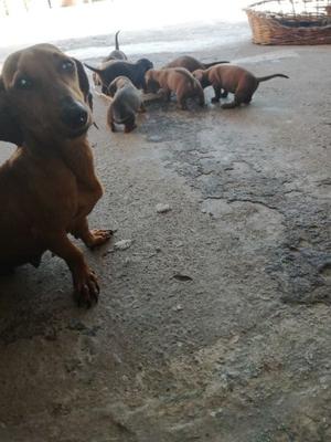 Vendo dachshunds (salchicha) mini