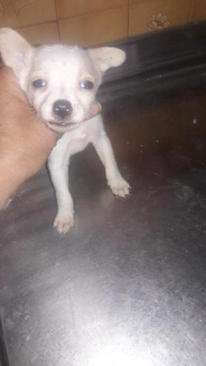 chihuahua henbra 2meses