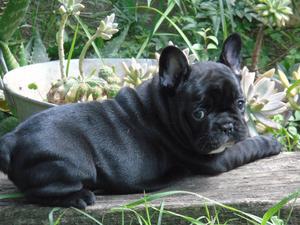 CACHORROS BULLDOG FRANCES