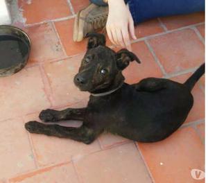 Cachorra de 3 meses muy juguetona y mimosa!!!