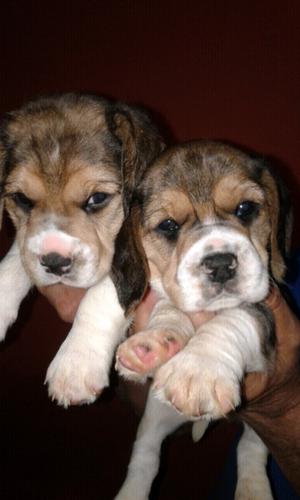 Cachorras beagles tricolor