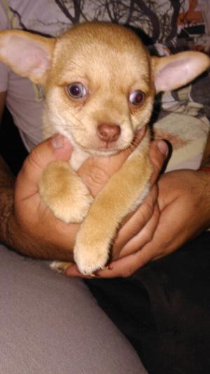 Chihuahua macho hermoso