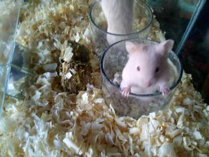 Hamster macho 2 meses