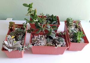 Jardineras suculentas y cactus