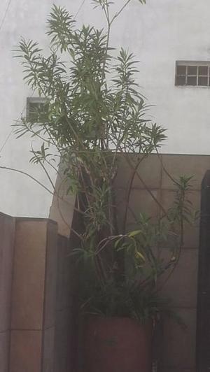 Planta, Arbol Con Maceta