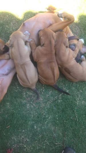 cachorros Rhodesian Ridgeback.